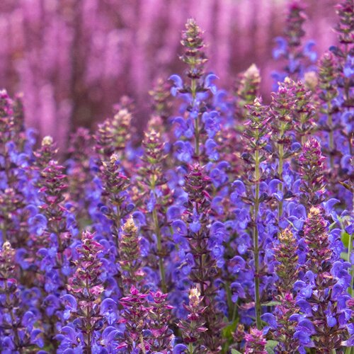 鼠尾草多宁生宿根植物花园花境