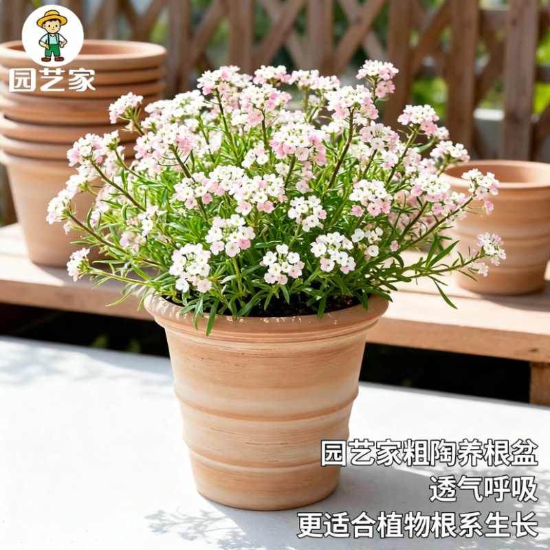 虹越园艺家陶盆花盆多肉蝴蝶兰家用兰花粗陶花盆盆栽专用透气透水,鲜花速递/花卉仿真/绿植园艺,花盆,淘宝优惠券,粉丝福利购,淘宝优惠卷