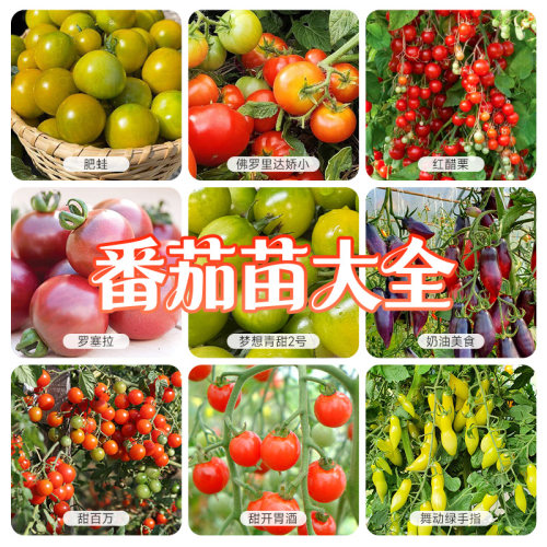 虹越园艺家番茄西红柿苗盆栽阳台