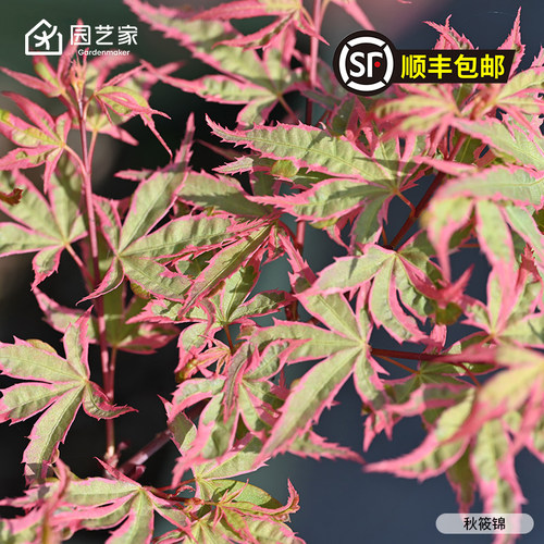 园艺家红枫树苗约旦流泉乙女樱