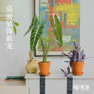 虹越银脉剑叶海芋盆栽室内植物客厅桌面观叶绿植摆件新家网红热植