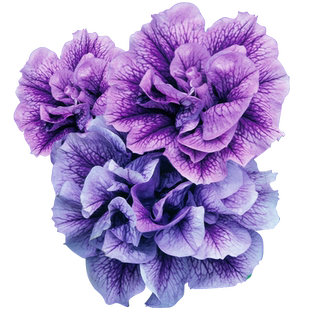 虹越重瓣大花垂吊矮牵牛花苗盆栽乔安娜阳台草花卉植物易爆花期长