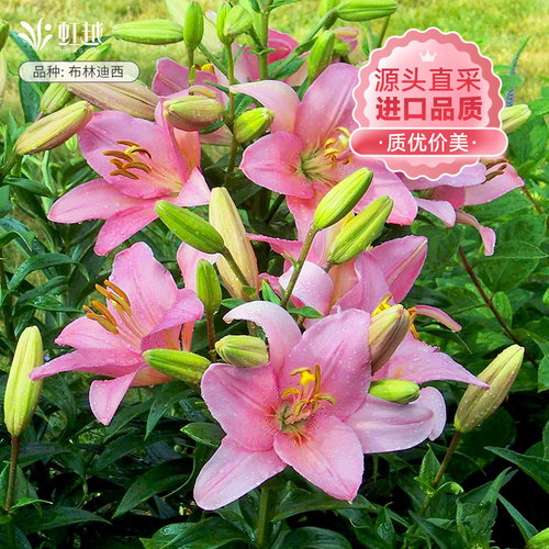 荷兰百合种球错版包赔