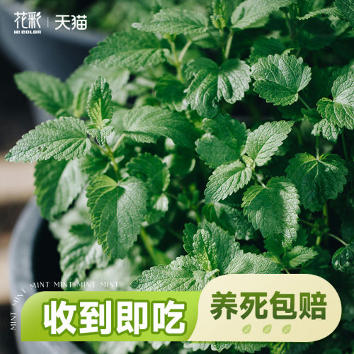 虹越薄荷盆栽可食用猫香草植物阳台厨房烹饪牛排佐料香料室内绿植 - 封面