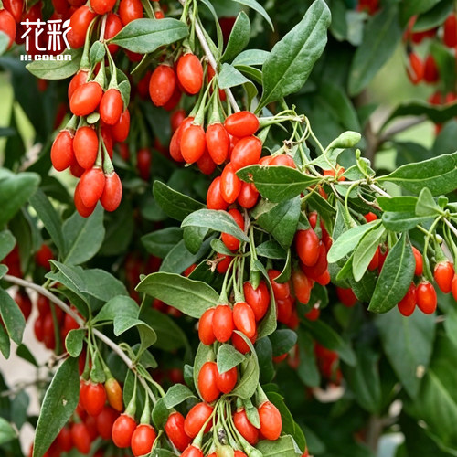 花彩枸杞果树盆栽可食用养生