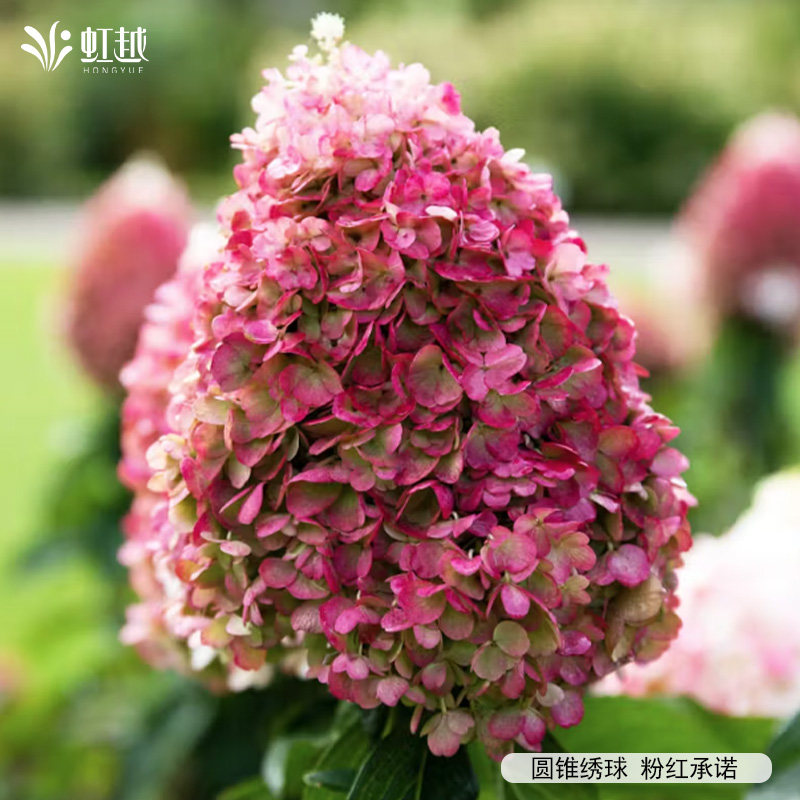 虹越进口圆锥绣球花盆栽小苗花园庭院好养耐寒耐热地栽多年生植物