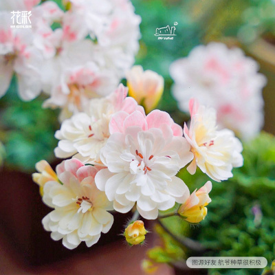 兽系天竺葵花苗重瓣多季开花