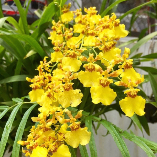 花彩跳舞兰2.8寸带花剑盆栽苗