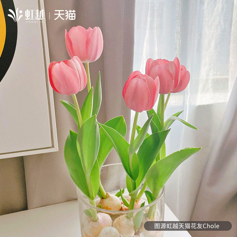水培郁金香种球种子5度球花球根可盆栽切花水养室内虹越进口预售