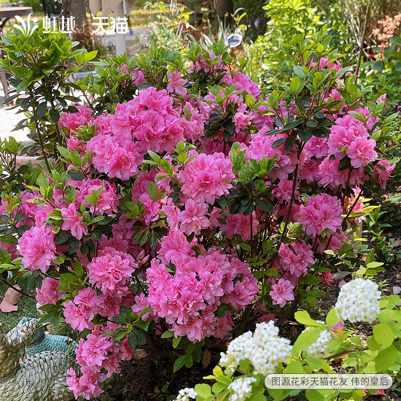 杜鹃花大规格盆栽阳台庭院虹越四季开花常绿耐热耐寒植物杜鹃花卉