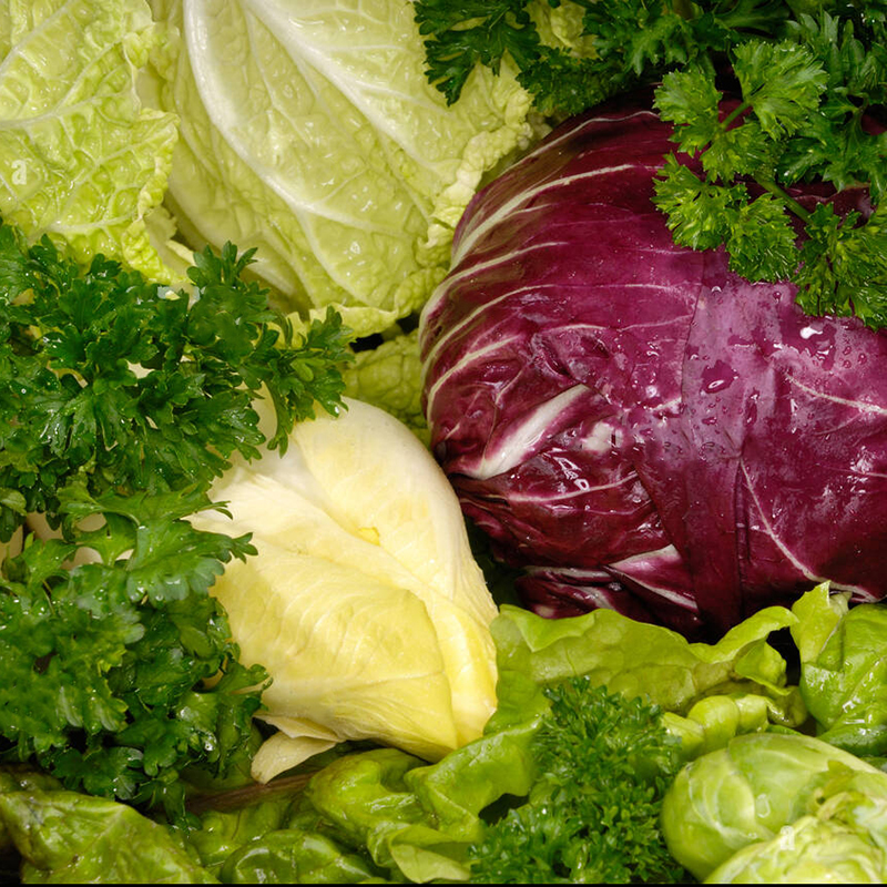 虹越春秋播种卷心菜种子