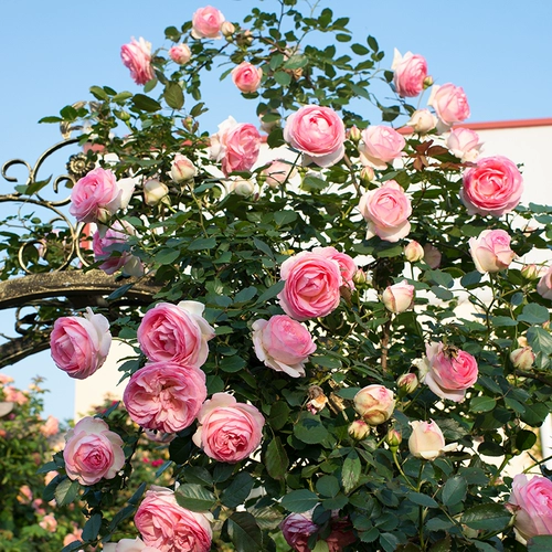 Hongyue Clacking Vine Rose Powder Dragon Gems Gems Blue Rainy Rain