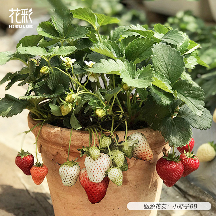 花彩奶油草莓苗盆栽阳台四季好养大果蔬黑珍珠红珍珠章姬隋珠好吃