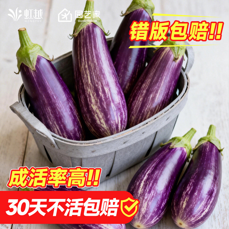 虹越园艺家茄子秧苗蔬菜苗盆栽阳台可食用种苗带土预卖