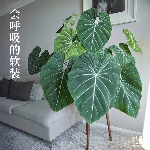 花彩蔓绿绒绿植室内盆栽桌面好养
