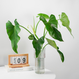 虹越飞机蔓绿绒水培植物室内好养阳台办公桌面瓶插水养热植常绿植