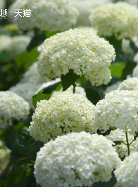 虹越无敌贝拉安娜绣球花苗盆栽