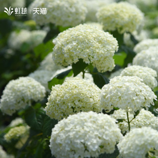 虹越无敌贝拉安娜绣球花苗盆栽大花木本乔木绣球露天地栽耐寒皮实