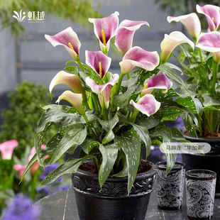 彩色马蹄莲种球根块茎毕加索好养多年生种球虹越荷兰进口球根花卉