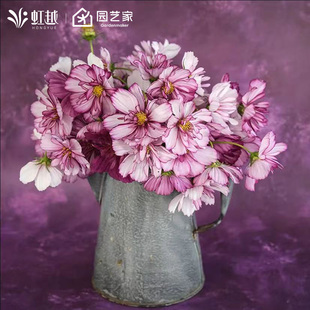 波斯菊花种子虹越园艺家种籽阳台花园花境好养耐热花期长夏天开