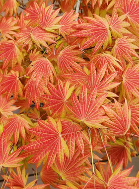 虹越花彩进口羽毛红枫树苗盆栽阳台橙色蕾丝月升金隐泰勒园林庭院