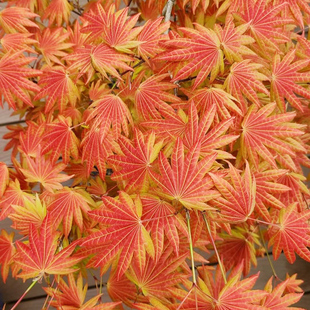 虹越花彩进口羽毛红枫树苗盆栽阳台橙色蕾丝月升金隐泰勒园林庭院