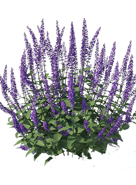 鼠尾草多宁生宿根植物花园花境