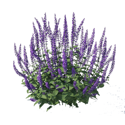 鼠尾草多宁生宿根植物花园花境