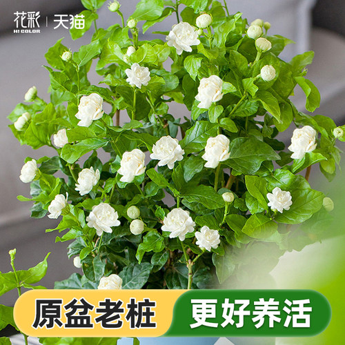 花彩虎头茉莉花多年生阳台盆栽