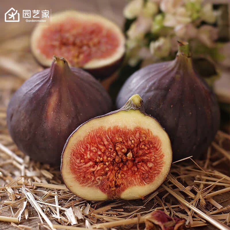 常绿皮薄无核，座果率高树苗图片