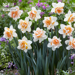 洋水仙种球利普利特进口花卉种子球根植物多年生土培盆栽虹越现货