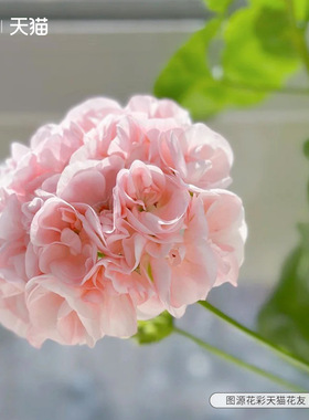 花彩天竺葵盆栽花苗重瓣常绿室内阳台大花直立丹麦女王洋绣球垂吊