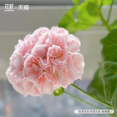 天竺葵盆栽阳台窗台庭院花卉