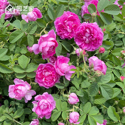 园艺家可食用玫瑰花盆栽苗云南滇红法国千叶紫枝玫瑰大朵泡茶月季