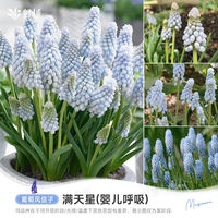 Sunrise grape hyacinth bulbs, indoor and outdoor, balcony potted, ground planted perennial flowers, imported Hongyue pre-sale thumbnail 6