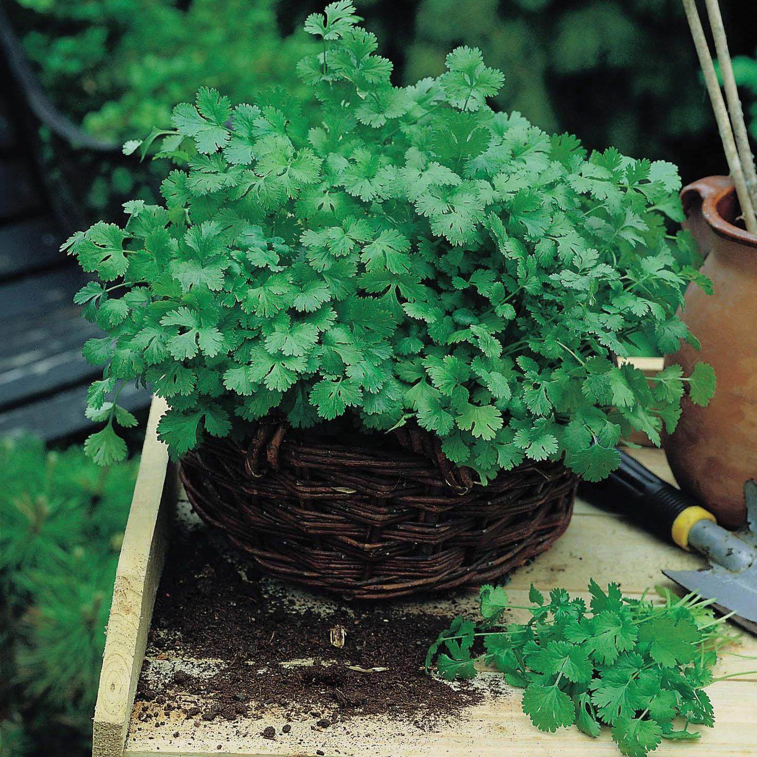 虹越萌吖吖四季蔬菜种子香菜葱番茄南瓜茄子四季种植盆栽家庭阳台,鲜花速递/花卉仿真/绿植园艺,家庭园艺种子,淘宝优惠券,粉丝福利购,淘宝优惠卷