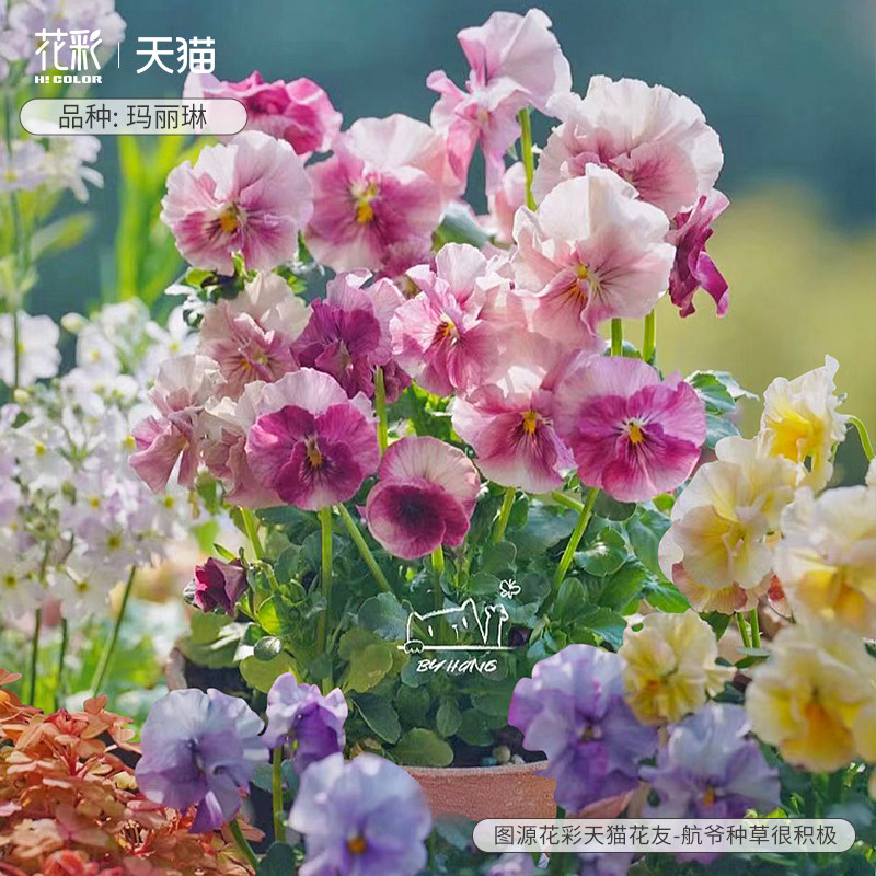 花彩角堇花苗盆栽阳台皱边角堇礼服桃子地栽花境耐寒草花期长预售