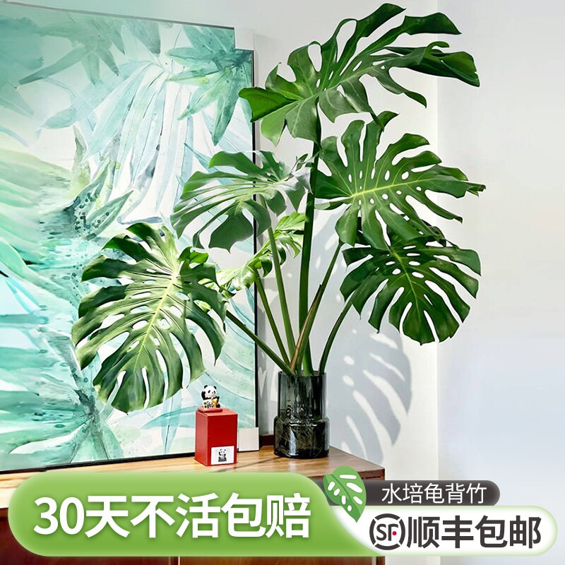 龟背竹水培老桩室内好养绿植图片