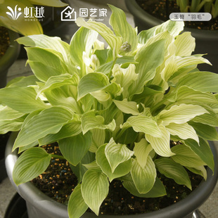 2026春季玉簪裸根苗耐阴耐寒庭院花园绿植物花苗种球根造景预售