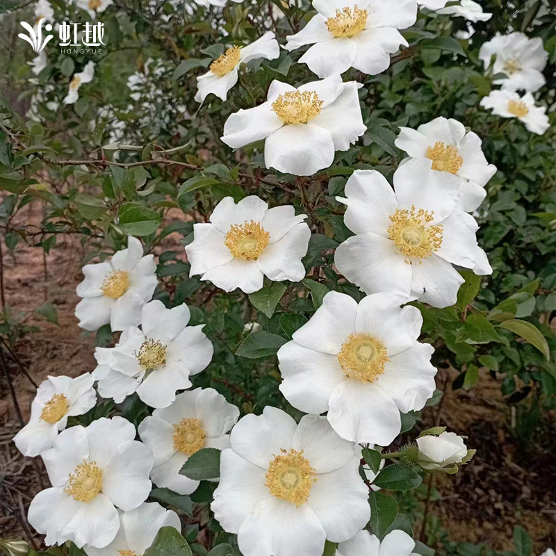 虹越光果金樱子盆栽常绿攀援灌木观赏果树庭院阳台地栽植物