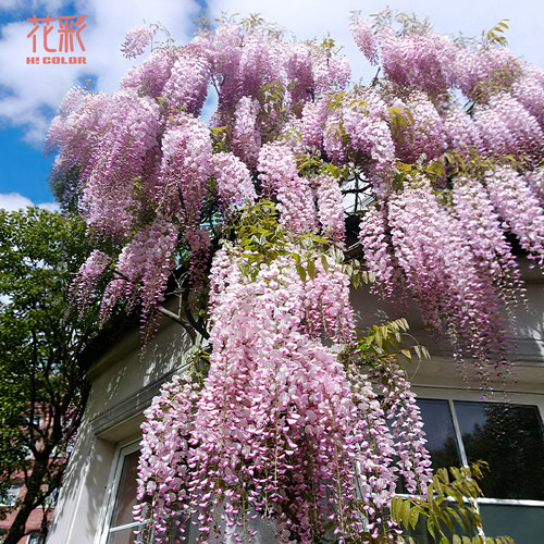 花彩阿知紫藤树苗庭院爬藤多年生