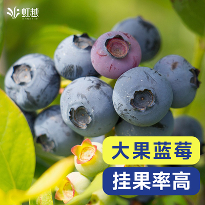 蓝莓落叶果树蓝莓果植物好吃