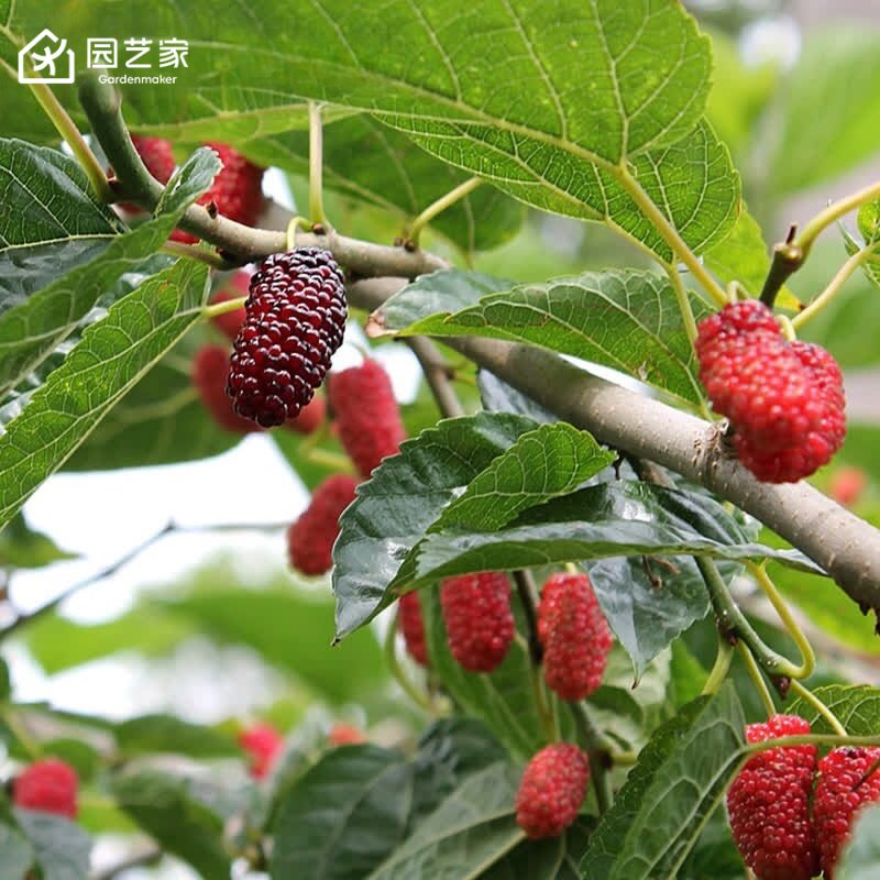 桑葚树苗盆栽果树无籽大十果桑南北方种植白色长桑果地栽果苗