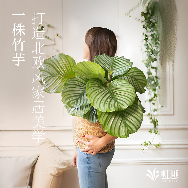 虹越青苹果竹芋盆栽室内植物办公室客厅桌面懒人绿植摆件观叶热植