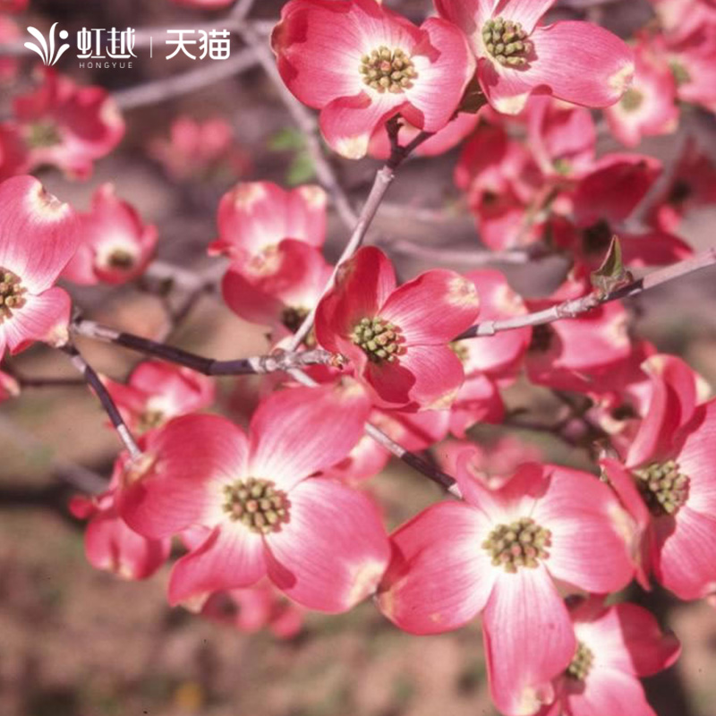 多花梾木日本四照花庭院