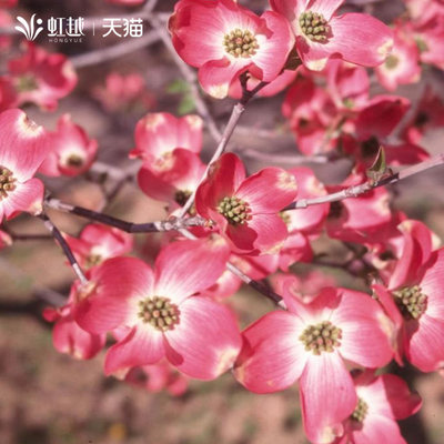 多花梾木日本四照花庭院