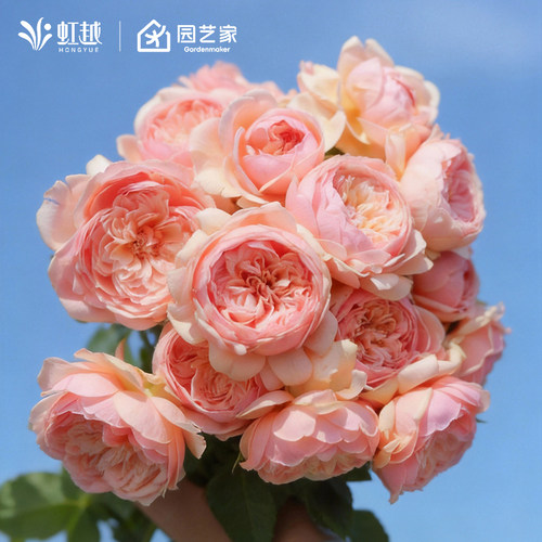 虹越灌木月季大苗朱丽叶天使