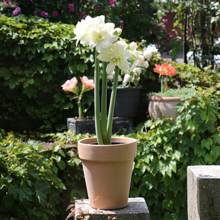 阿拉斯加朱顶红种球虹越进口秘鲁开花球重瓣阳台花园白朱顶红花球