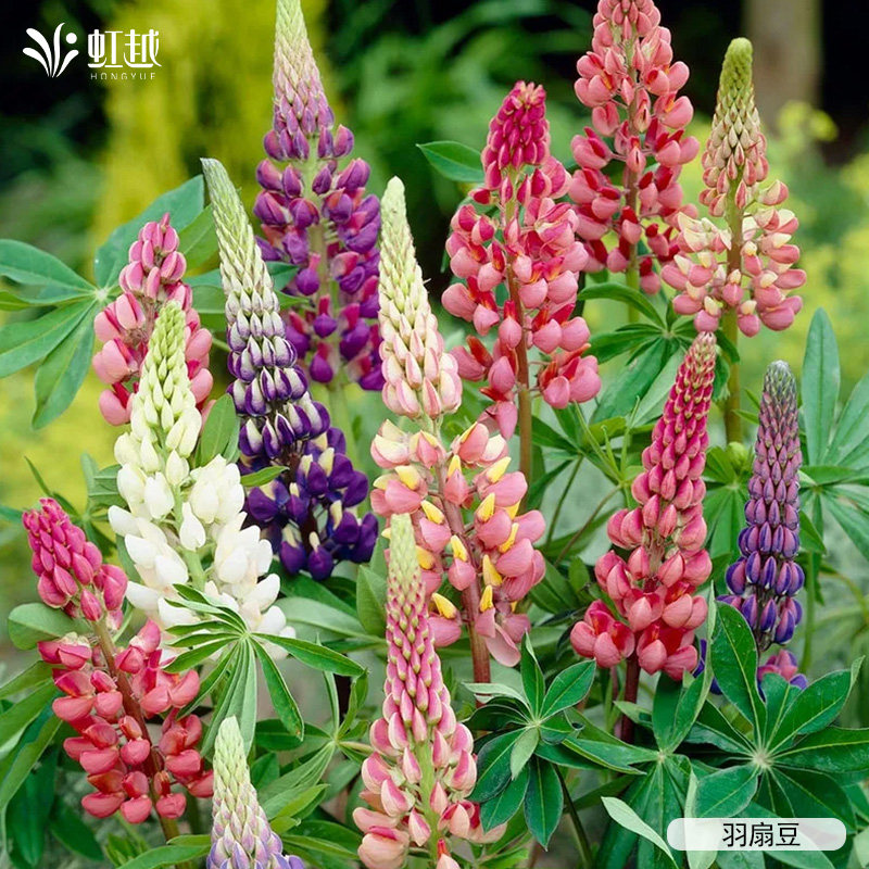 虹越园艺家羽扇豆鲁冰花种苗好养易活花期长庭院花园盆栽花镜植物