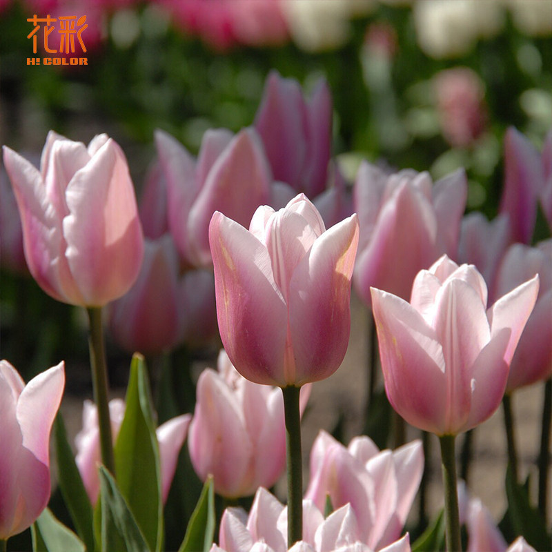 趣植宇宙进口郁金香种球5度球嘉伯丽尔阳台盆栽耐寒庭院地栽预售